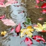 Sprechlaufwandern - Bewegung neu erleben 9 - 2025