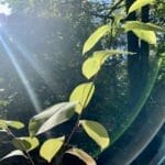 Sprechlaufwandern - Bewegung neu erleben 7 - 2026