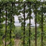 Sprechlaufwandern - Bewegung neu erleben 10 - 2025