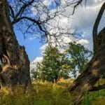 Sprechlaufwandern - Bewegung neu erleben 18 - 2025