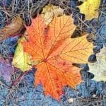 Sprechlaufwandern - Bewegung neu erleben 13 - 2025